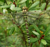 Blaugrüne Mosaikjungfer w. (Aeshna cyanea)-L. Klasing