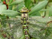 Blaugrüne Mosaikjungfer w. (Aeshna cyanea)-L. Klasing