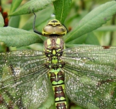 Blaugrüne Mosaikjungfer w. (Aeshna cyanea)-L. Klasing