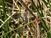 Paarung: Herbst-Mosaikjungfer (Aeshna mixta)-L. Klasing