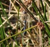 Paarung: Herbst-Mosaikjungfer (Aeshna mixta)-L. Klasing