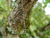 Torf-Mosaikjungfer (Aeshna juncea)-L. Klasing