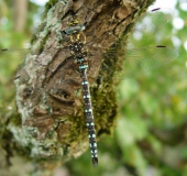 Torf-Mosaikjungfer (Aeshna juncea)-L. Klasing