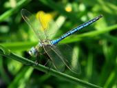 Große Königslibelle m. (Anax imperator)-L. Klasing