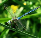 Große Königslibelle m. (Anax imperator)-L. Klasing