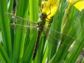 Große Königslibelle w. (Anax imperator)-L. Klasing