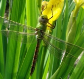 Große Königslibelle w. (Anax imperator)-L. Klasing