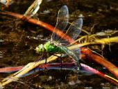 Eiablage: Große Königslibelle w. (Anax imperator)-L. Klasing