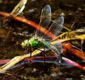 Eiablage: Große Königslibelle w. (Anax imperator)-L. Klasing