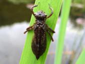 Larve: Vierfleck-Libelle (Libellula quadrimaculata)-L. Klasing