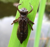 Larve: Vierfleck-Libelle (Libellula quadrimaculata)-L. Klasing