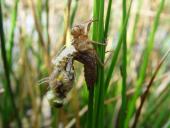 Vierfleck-Libelle (Libellula quadrimaculata)-L. Klasing