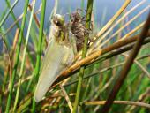 Vierfleck-Libelle (Libellula quadrimaculata)-L. Klasing