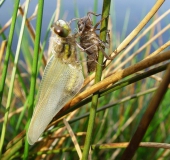 Vierfleck-Libelle (Libellula quadrimaculata)-L. Klasing