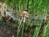 Vierfleck-Libelle (Libellula quadrimaculata)-L. Klasing