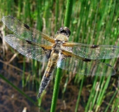 Vierfleck-Libelle (Libellula quadrimaculata)-L. Klasing