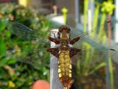 Plattbauch-Libelle w. (Libellula depressa)-L. Klasing