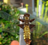 Plattbauch-Libelle w. (Libellula depressa)-L. Klasing