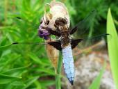 Plattbauch-Libelle w. (Libellula depressa)-L. Klasing