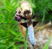 Plattbauch-Libelle w. (Libellula depressa)-L. Klasing