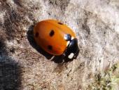 Siebenpunkt-Marienkäfer (Coccinella septempunctata)-L. Klasing