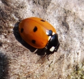 Siebenpunkt-Marienkäfer (Coccinella septempunctata)-L. Klasing