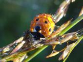 Siebenpunkt-Marienkäfer (Coccinella septempunctata)-L. Klasing