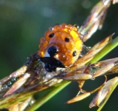 Siebenpunkt-Marienkäfer (Coccinella septempunctata)-L. Klasing