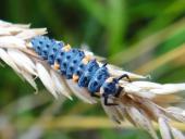 Larve: Siebenpunkt-Marienkäfer (Coccinella septempunctata)-L. Klasing