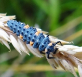 Larve: Siebenpunkt-Marienkäfer (Coccinella septempunctata)-L. Klasing