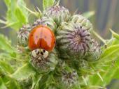 Zehnpunkt-Marienkäfer (Adalia decempunctata)-L. Klasing