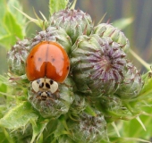 Zehnpunkt-Marienkäfer (Adalia decempunctata)-L. Klasing