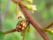 Vierzehnpunkt-Marienkäfer (Calvia quatuordecimguttata)-L. Klasing