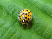 Zweiundzwanzigpunkt-Marienkäfer (Psyllobora vigintiduopuncta)-L. Klasing