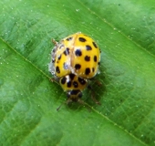 Zweiundzwanzigpunkt-Marienkäfer (Psyllobora vigintiduopuncta)-L. Klasing