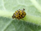 Zweiundzwanzigpunkt-Marienkäfer (Psyllobora vigintiduopuncta)-L. Klasing