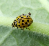 Zweiundzwanzigpunkt-Marienkäfer (Psyllobora vigintiduopuncta)-L. Klasing