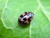 Kugeliger Marienkäfer o. Pappelmarienkäfer (Oenopia conglobata)-L. Klasing