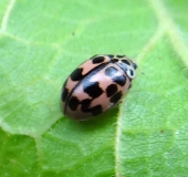 Kugeliger Marienkäfer o. Pappelmarienkäfer (Oenopia conglobata)-L. Klasing