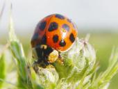 Asiatischer Marienkäfer (Harmonia axyridis)-L. Klasing