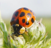 Asiatischer Marienkäfer (Harmonia axyridis)-L. Klasing