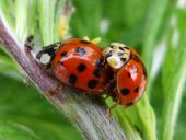 Paarung: Asiatischer Marienkäfer (Harmonia axyridis)-L. Klasing