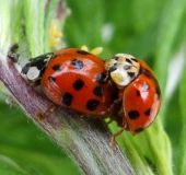 Paarung: Asiatischer Marienkäfer (Harmonia axyridis)-L. Klasing