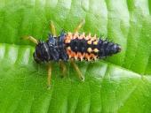 Larve: Asiatischer Marienkäfer (Harmonia axyridis)-L. Klasing