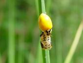 Asiatischer Marienkäfer (Harmonia axyridis)-L. Klasing