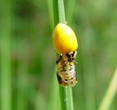 Asiatischer Marienkäfer (Harmonia axyridis)-L. Klasing