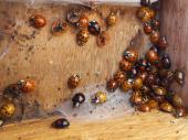Überwinterung: Asiatischer Marienkäfer (Harmonia axyridis)-L. Klasing