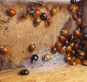 Überwinterung: Asiatischer Marienkäfer (Harmonia axyridis)-L. Klasing