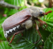 Feldmaikäfer (Melolontha melolontha)-L. Klasing