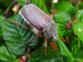 Feldmaikäfer (Melolontha melolontha)-L. Klasing